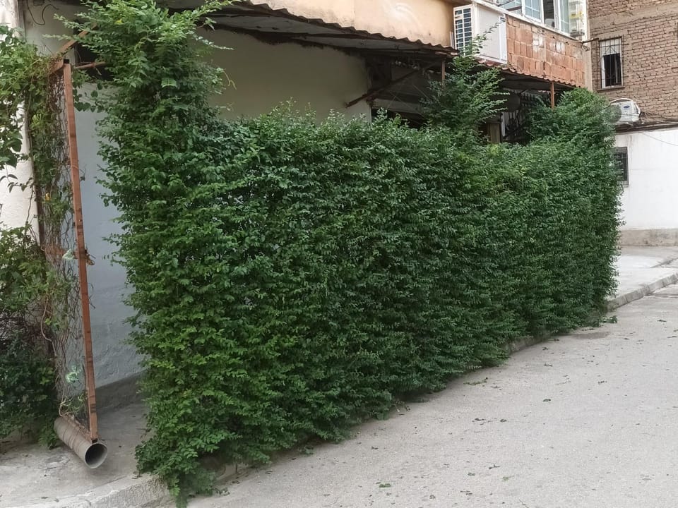 Property building, Facade/entrance, Garden view