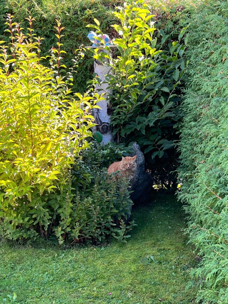Spring, Natural landscape, Garden, Animals, Garden view