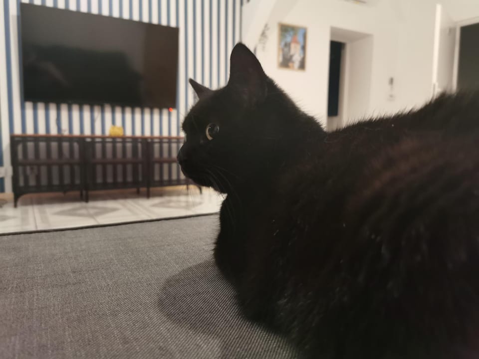 TV and multimedia, Pets