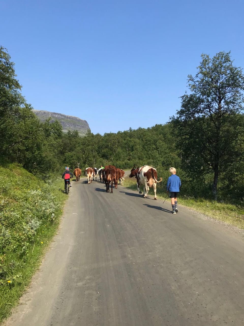 People, Natural landscape, Animals, Mountain view