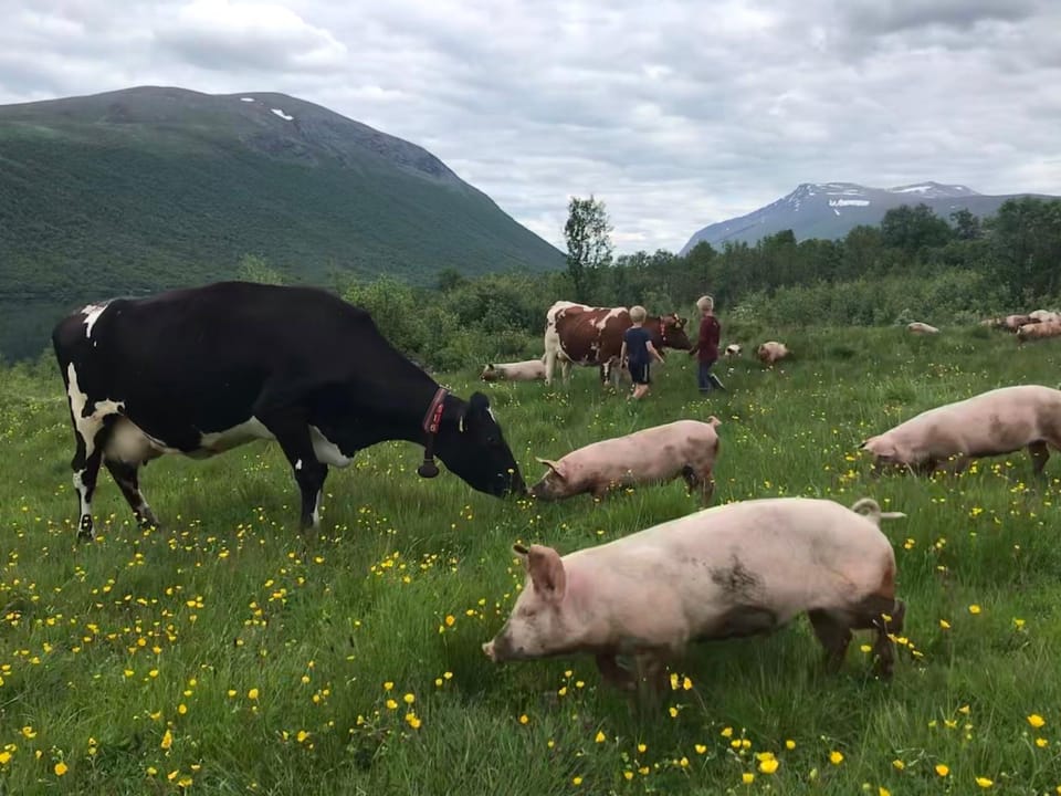 Natural landscape, Animals