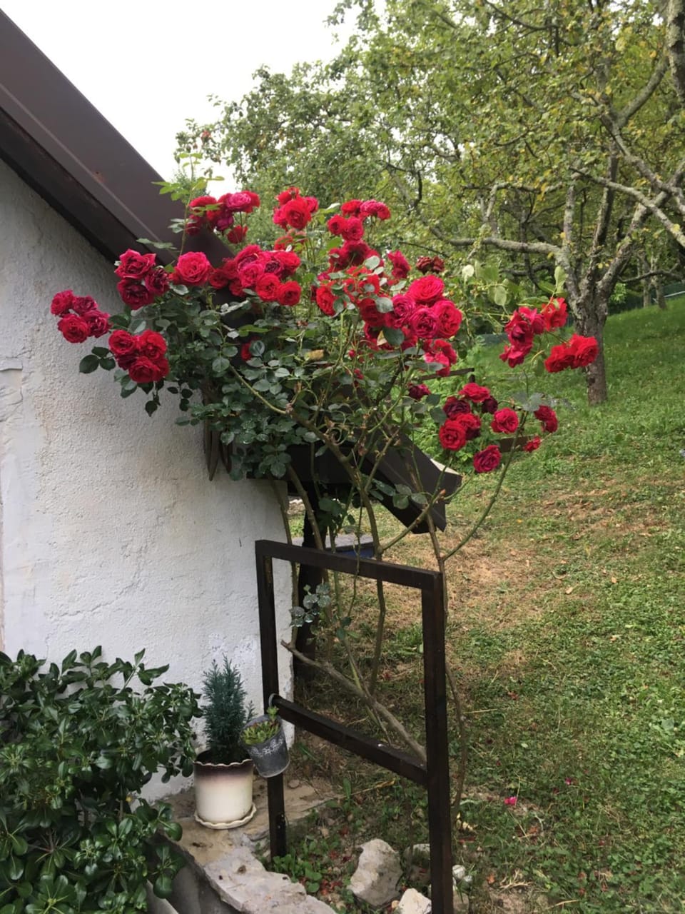 Day, Garden view