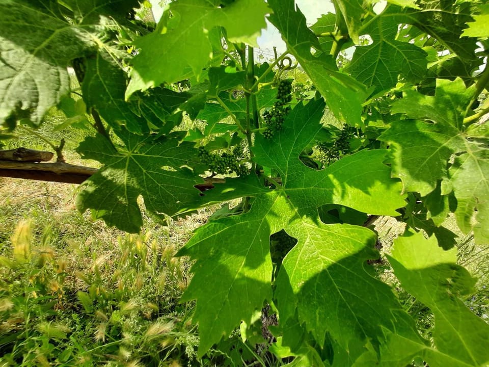 Agriturismo Andreis Alloggi Farm Stay in Veneto