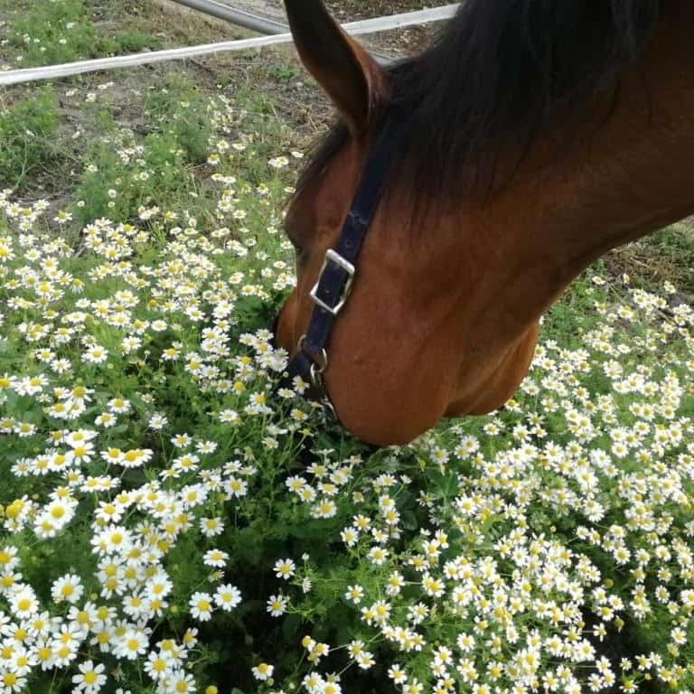 Horse-riding