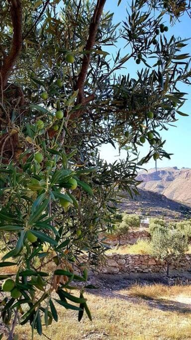 Níjar has been described as one of the most picturesque towns in the whole of Spain. A visit to Níjar guarantees the traveller a flavour of the ‘real’ Andalusia without the need to overspend on the trip. House in Comarca Metropolitana de Almería