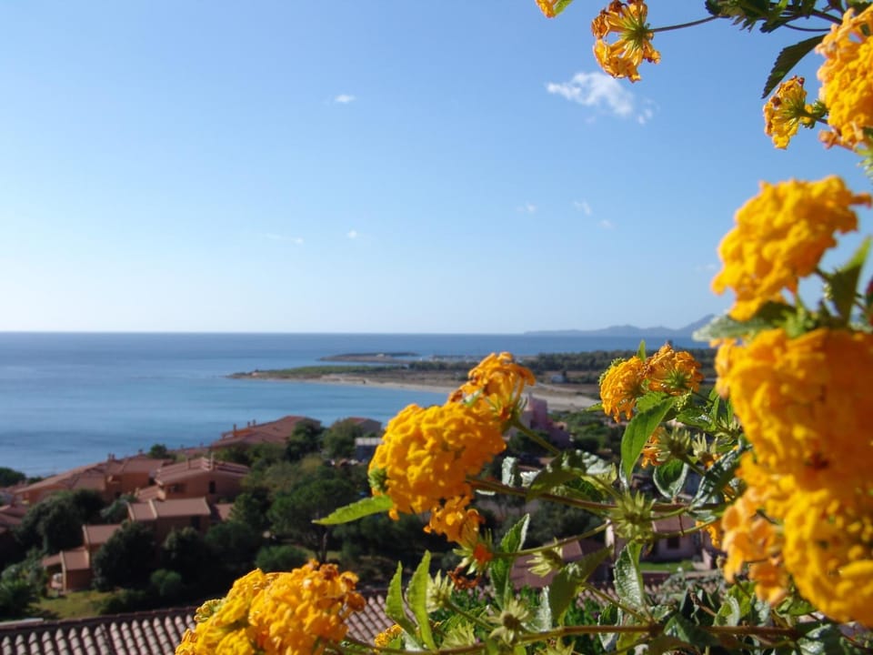 Summer, View (from property/room)