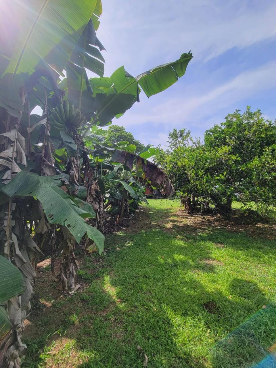 Garden view