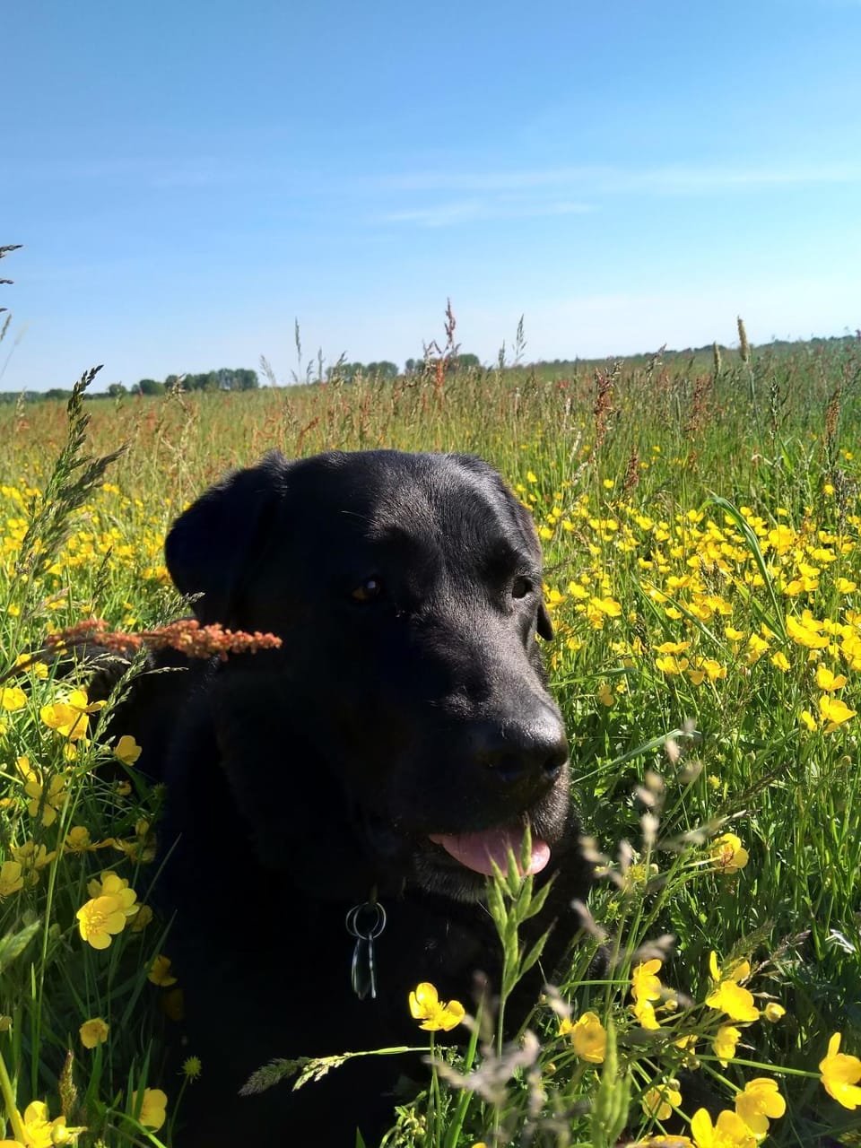 Ferienhaus Segebrecht Apartment in Zirchow