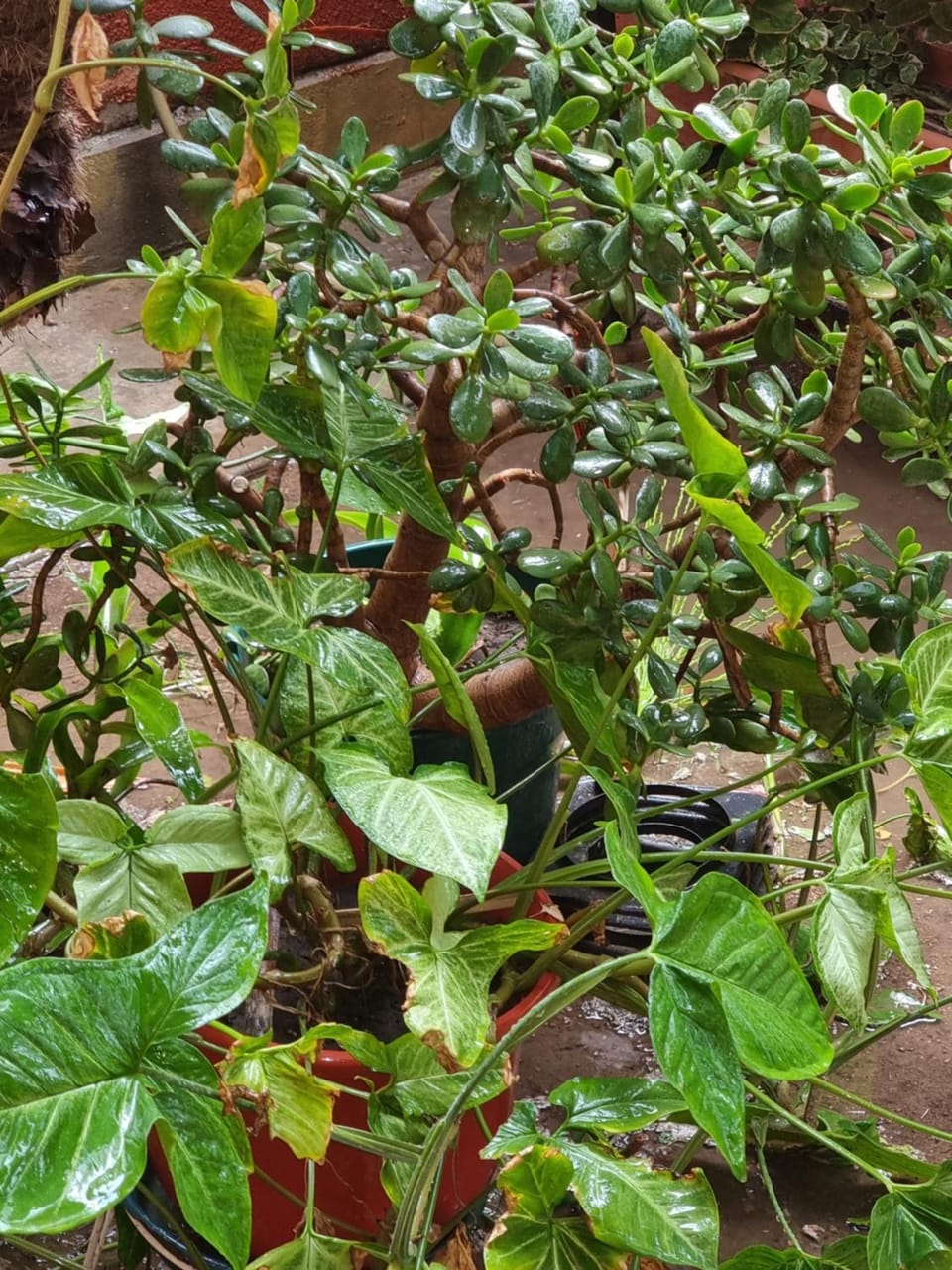 Garden, Garden view