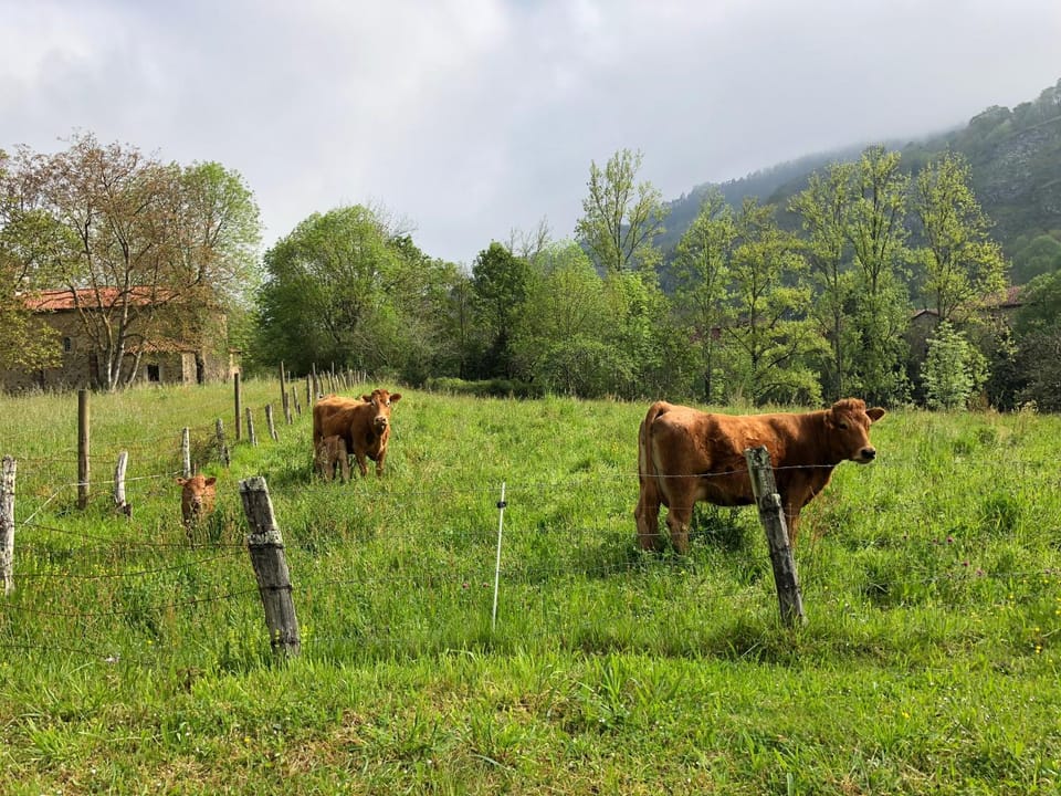 View (from property/room), Animals