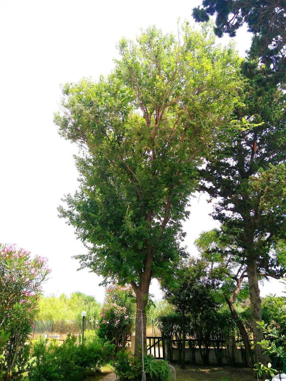 Natural landscape, Garden