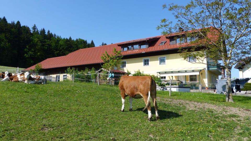 Property building, Day, Animals