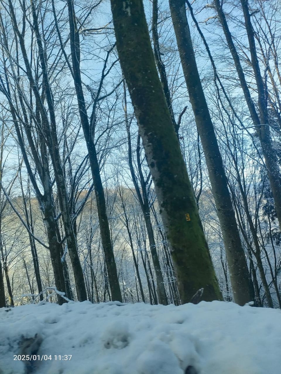 Winter