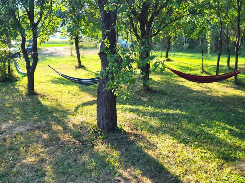 Day, Natural landscape, Garden, Garden view