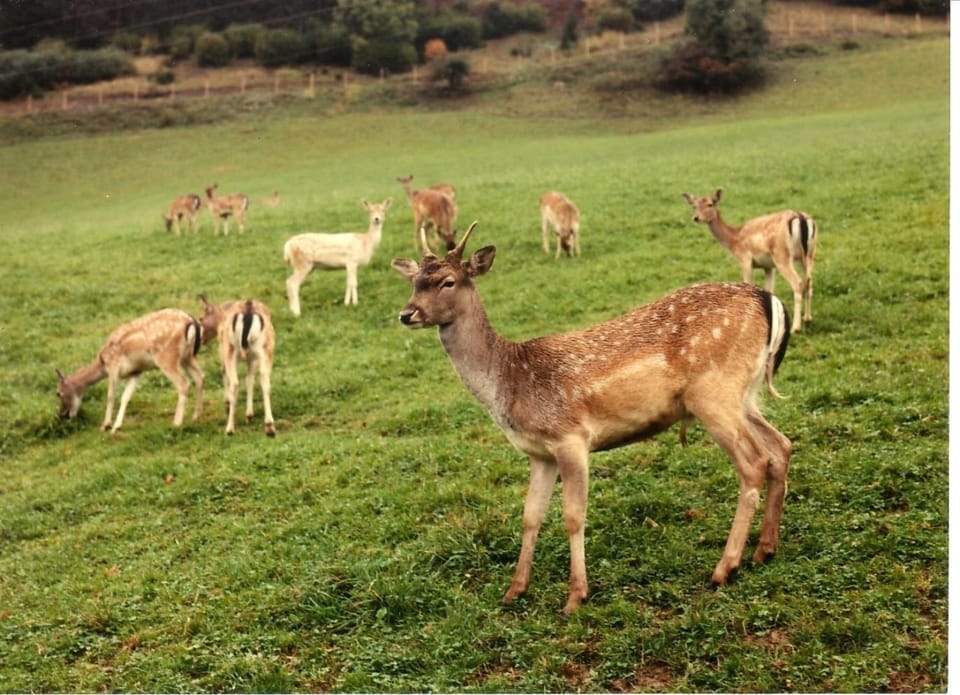 Animals