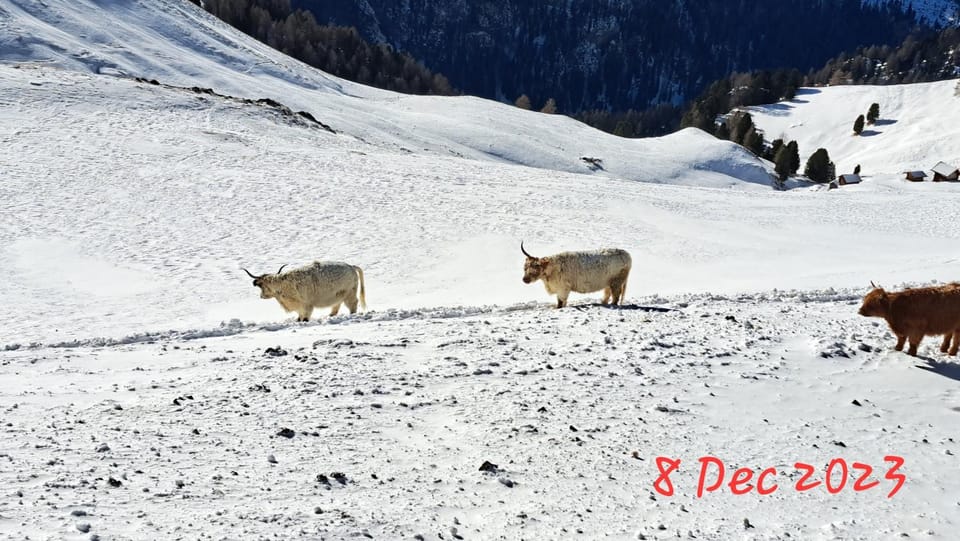 Natural landscape, Winter, Animals
