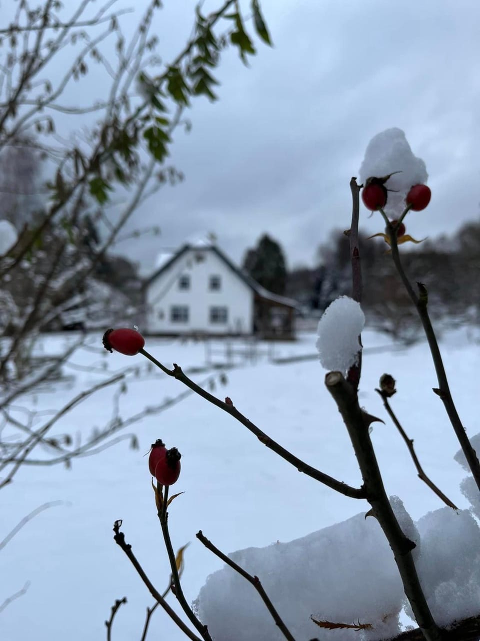 Day, Natural landscape, Winter