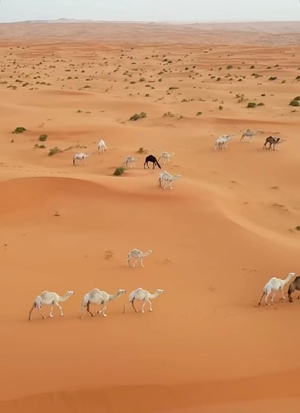 Day, Natural landscape, Animals