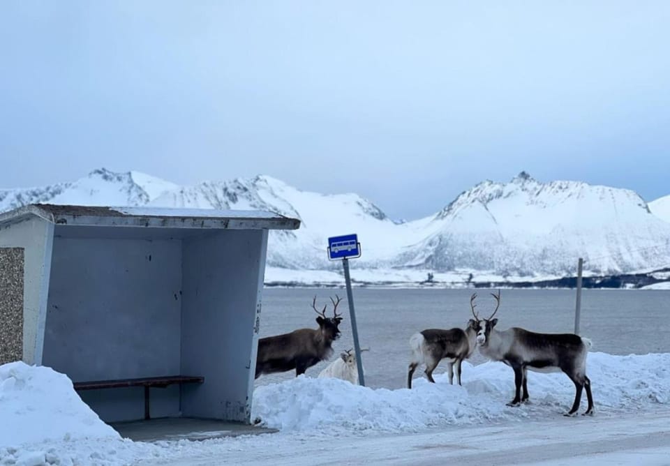 WonderInn Arctic Nature lodge in Nordland, Norway