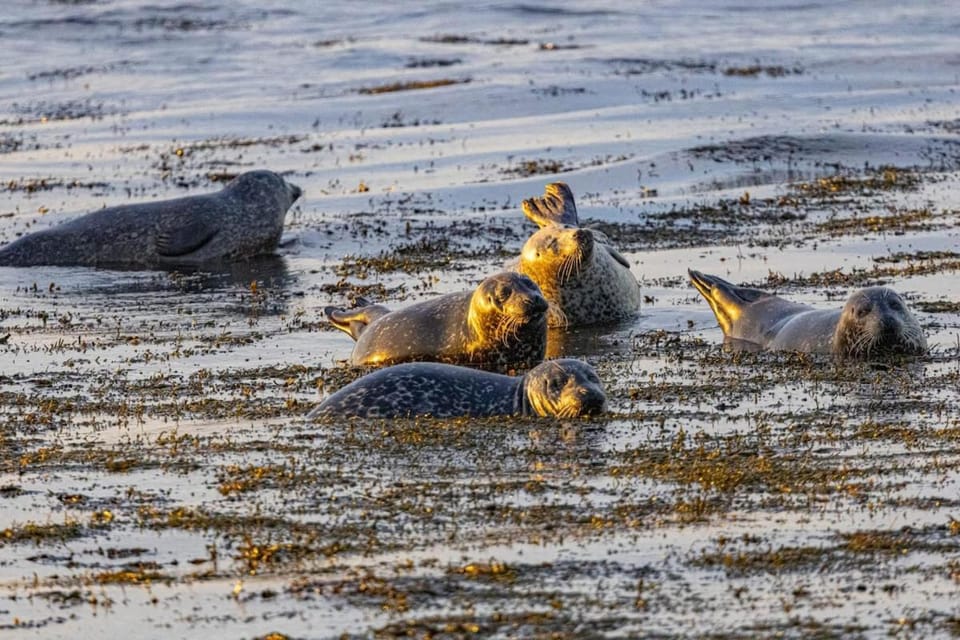 Waterfront Apartment, St Margarets Hope, Orkney Apartment in Scotland