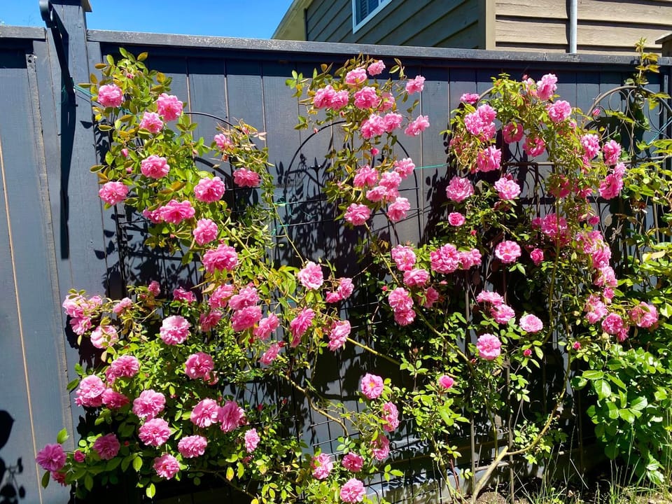 Spring, Garden