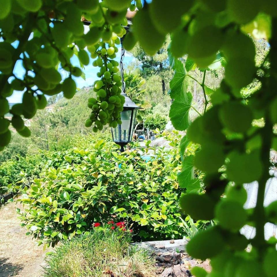 Spring, Day, Natural landscape, Garden, Garden view