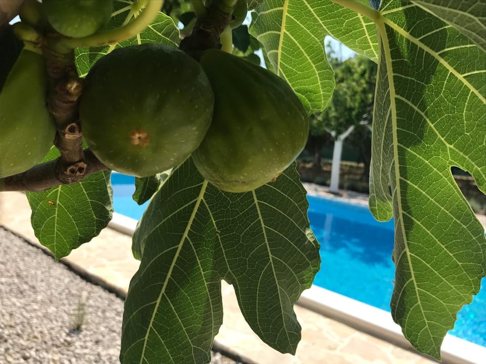 Garden, Swimming pool, Swimming pool