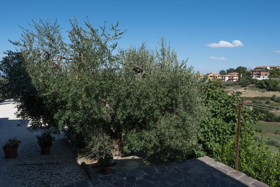 View (from property/room), Garden view
