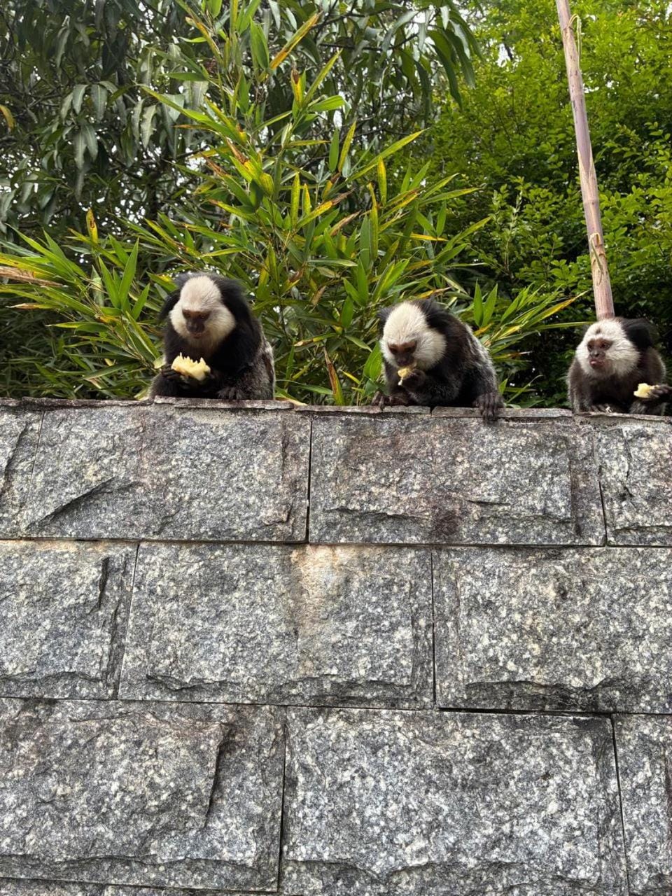 Animals