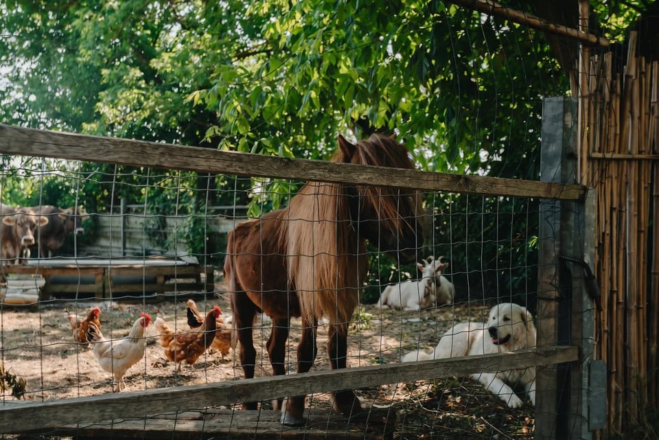 Day, Animals