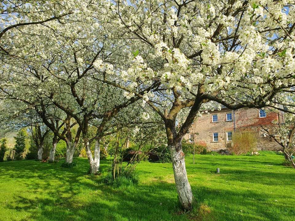 Property building, Spring, Day, Natural landscape, Garden, Garden, Garden view