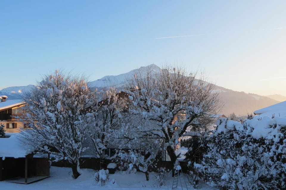 Winter, Garden