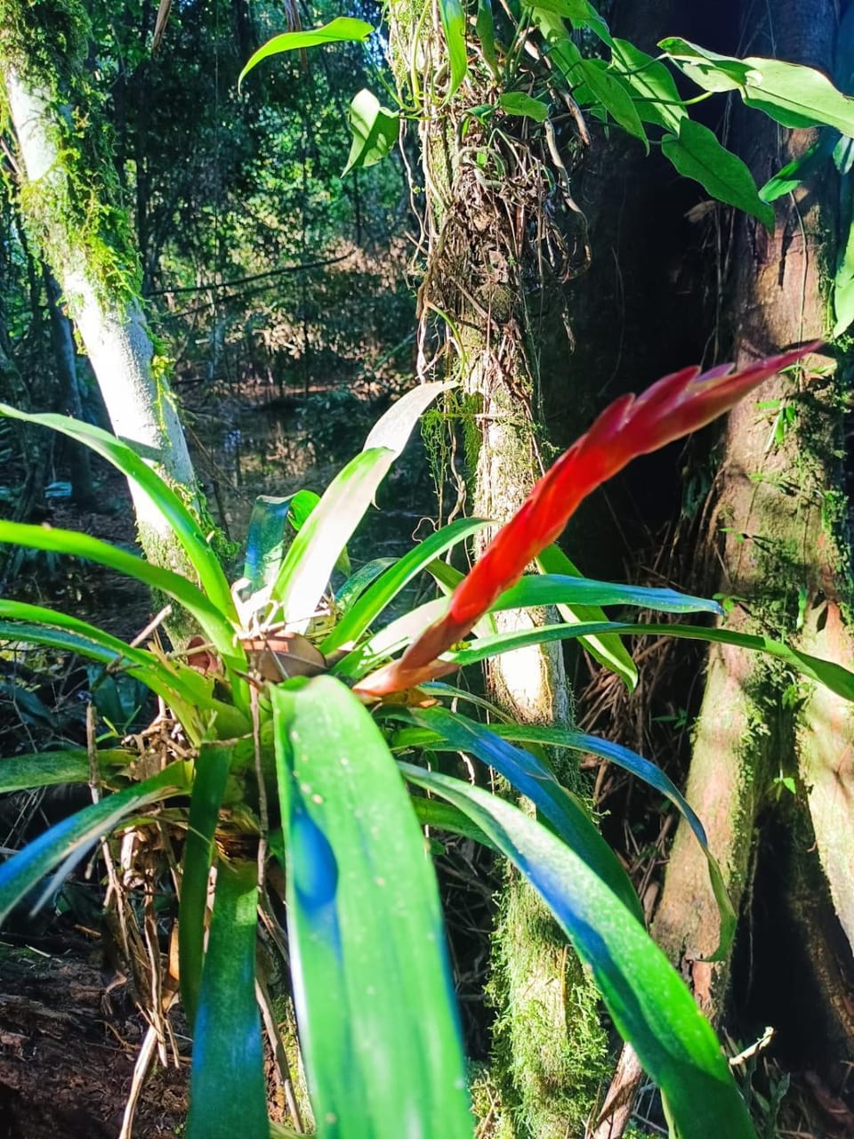 CascataDiamantePousada Nature lodge in State of Santa Catarina