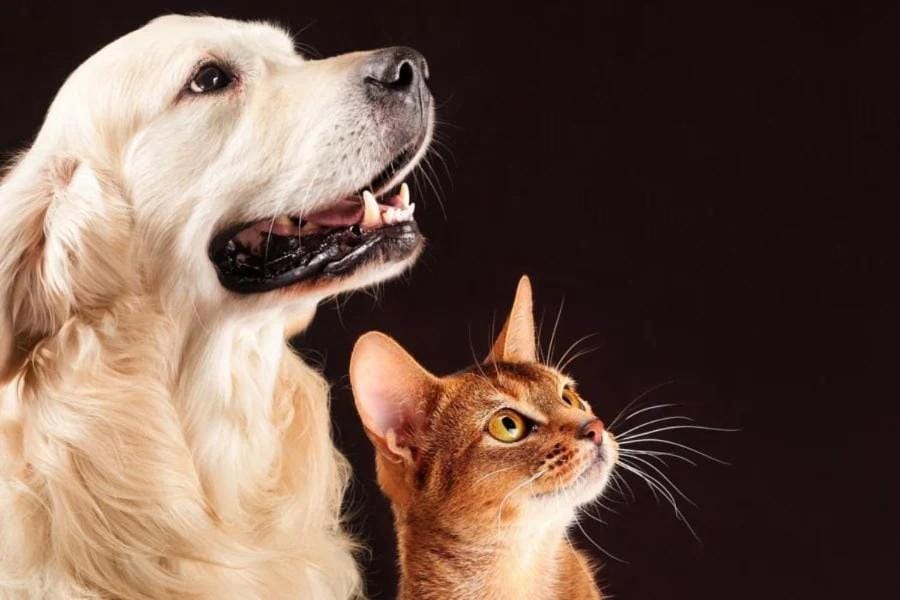 Animals, Pets
