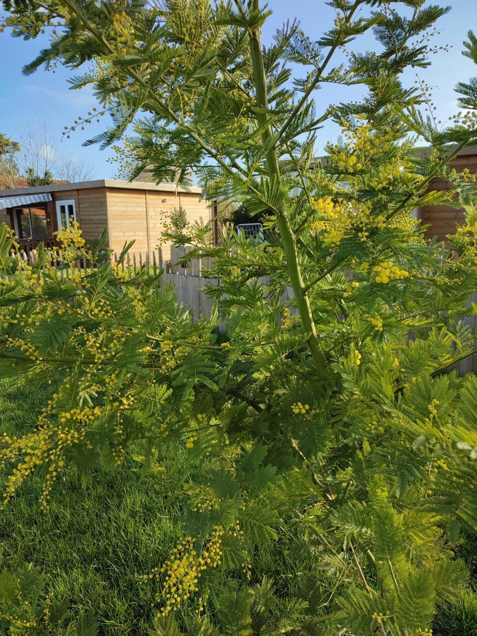 Spring, Garden, Garden view
