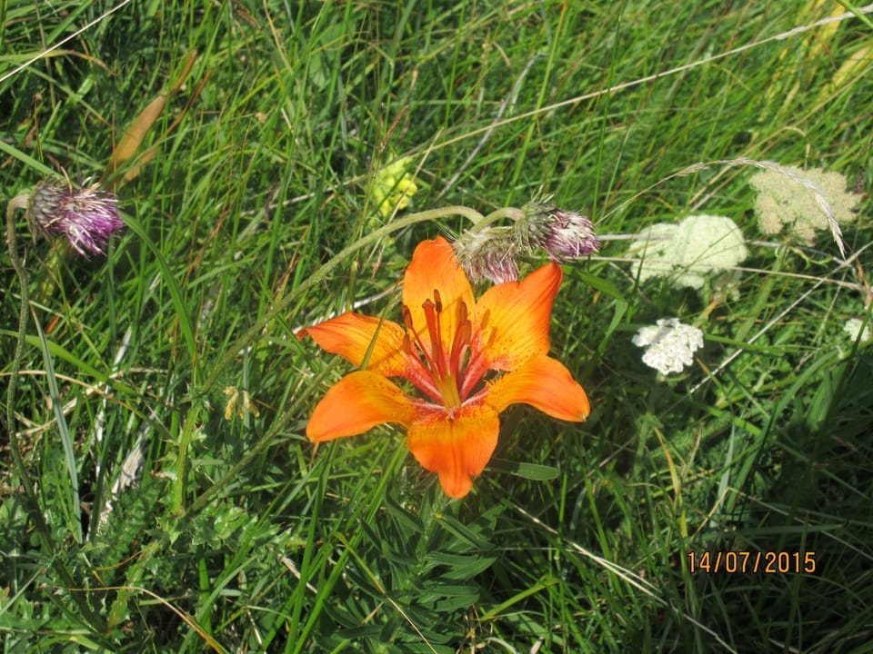 Patio, Natural landscape