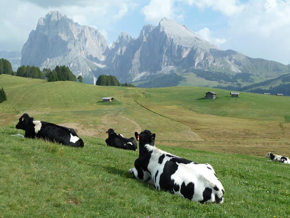 Natural landscape, Pets