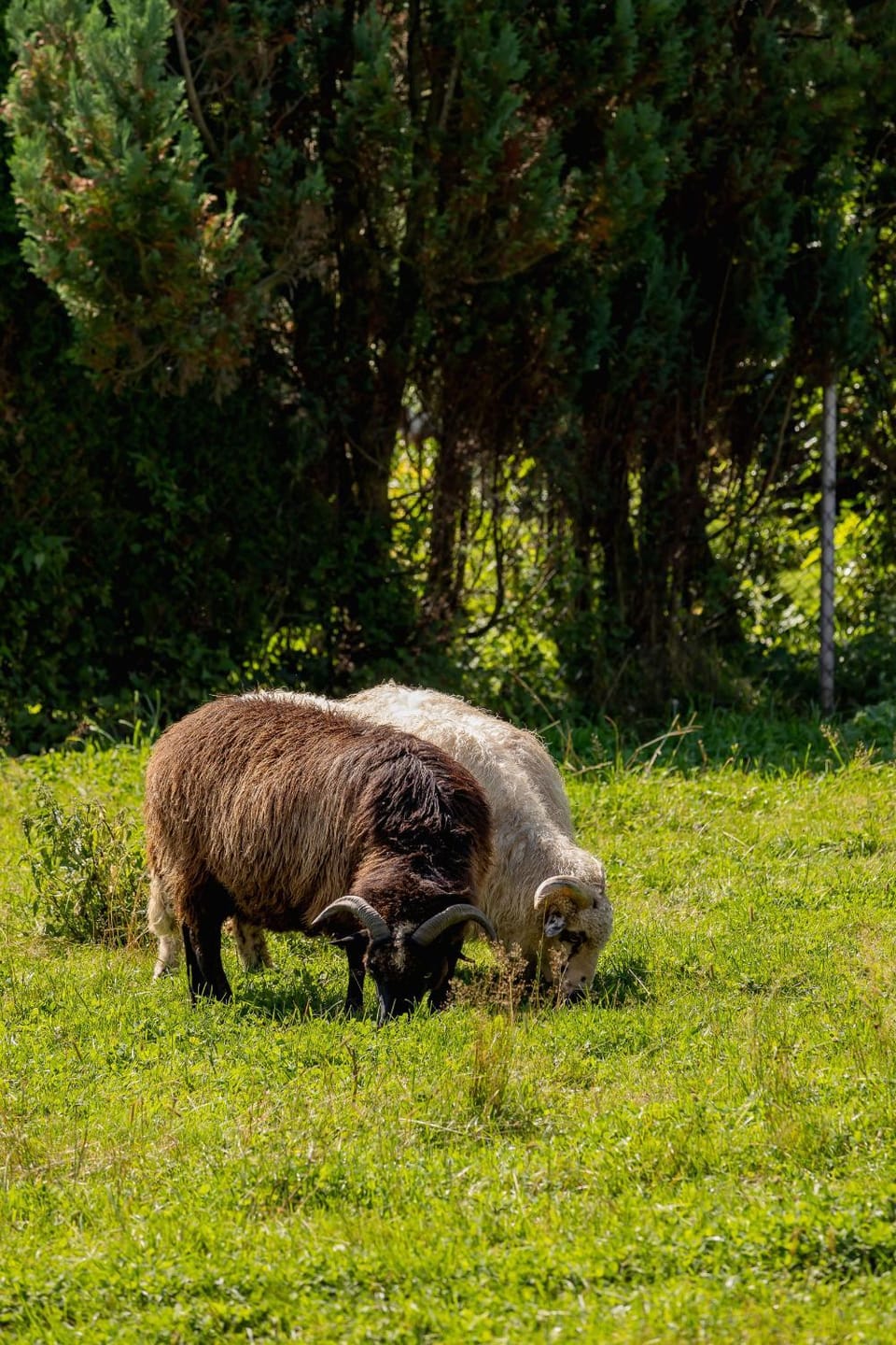 Off site, Animals