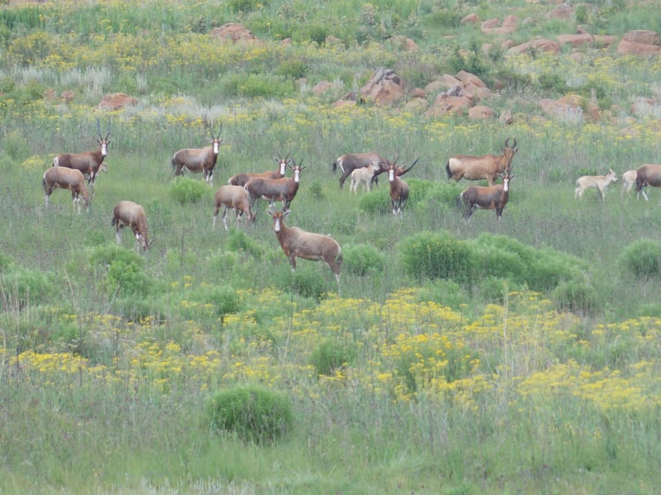 View (from property/room), Animals