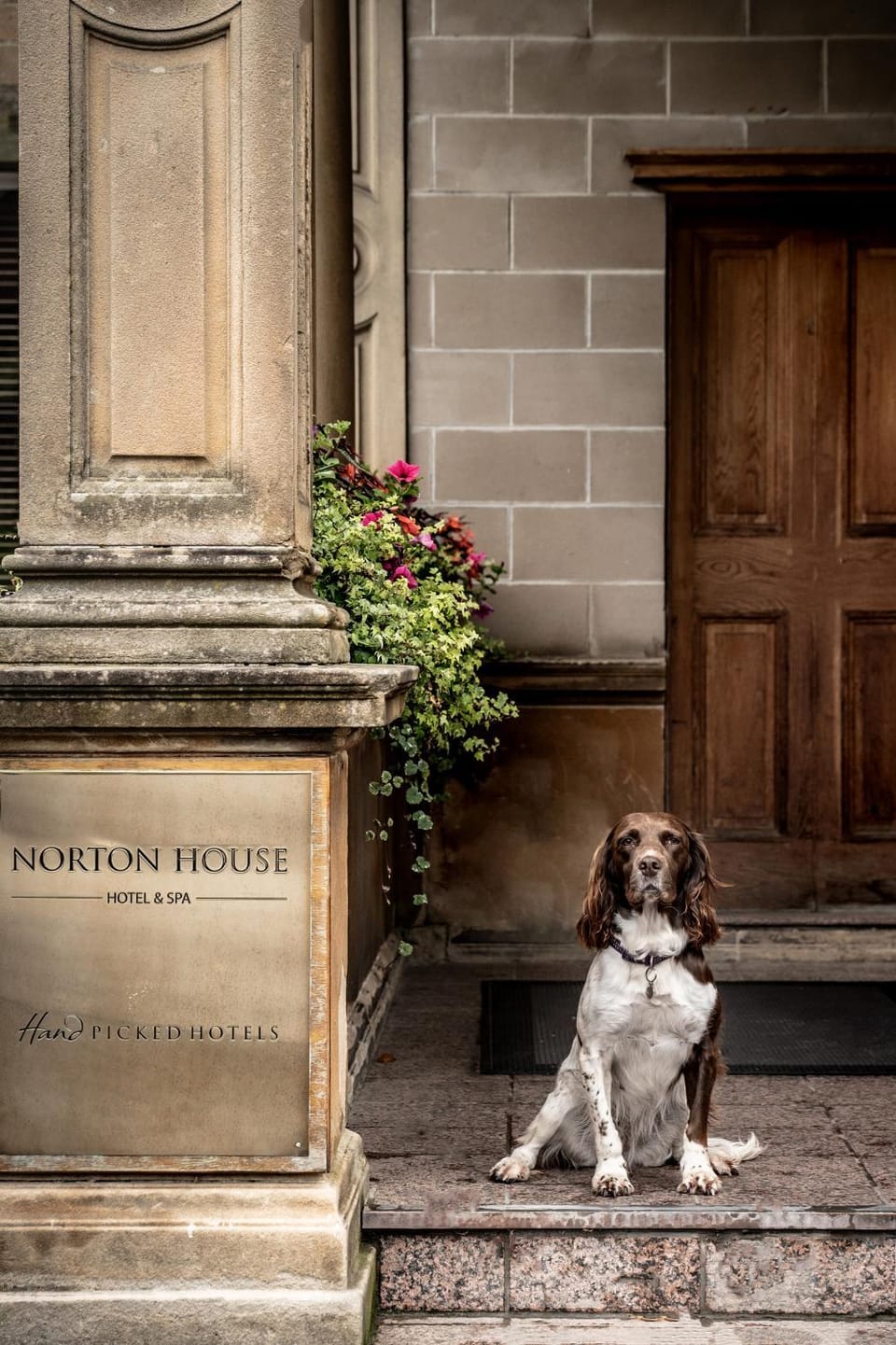 Animals, Animals, Pets, pet friendly