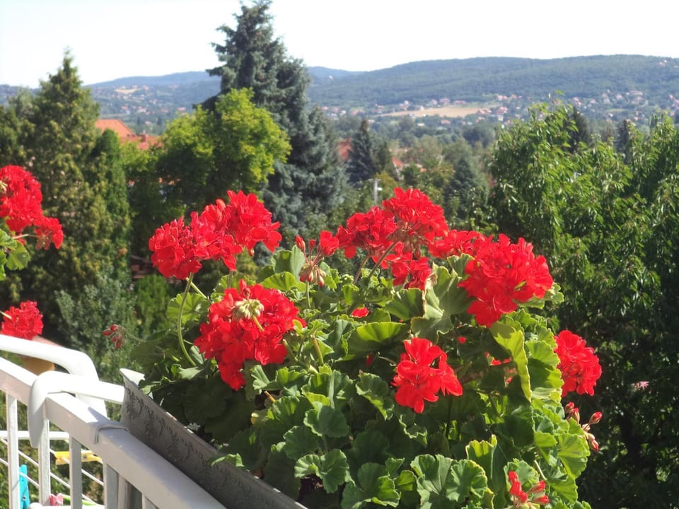 City view, Garden view, Mountain view