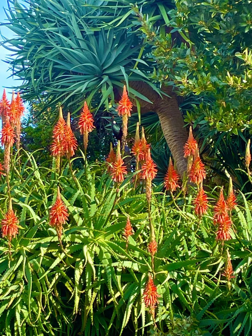 Natural landscape, Garden view