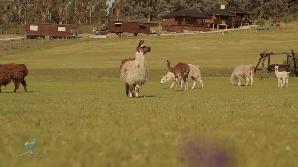 Animals
