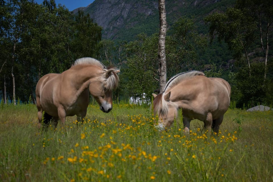 Animals