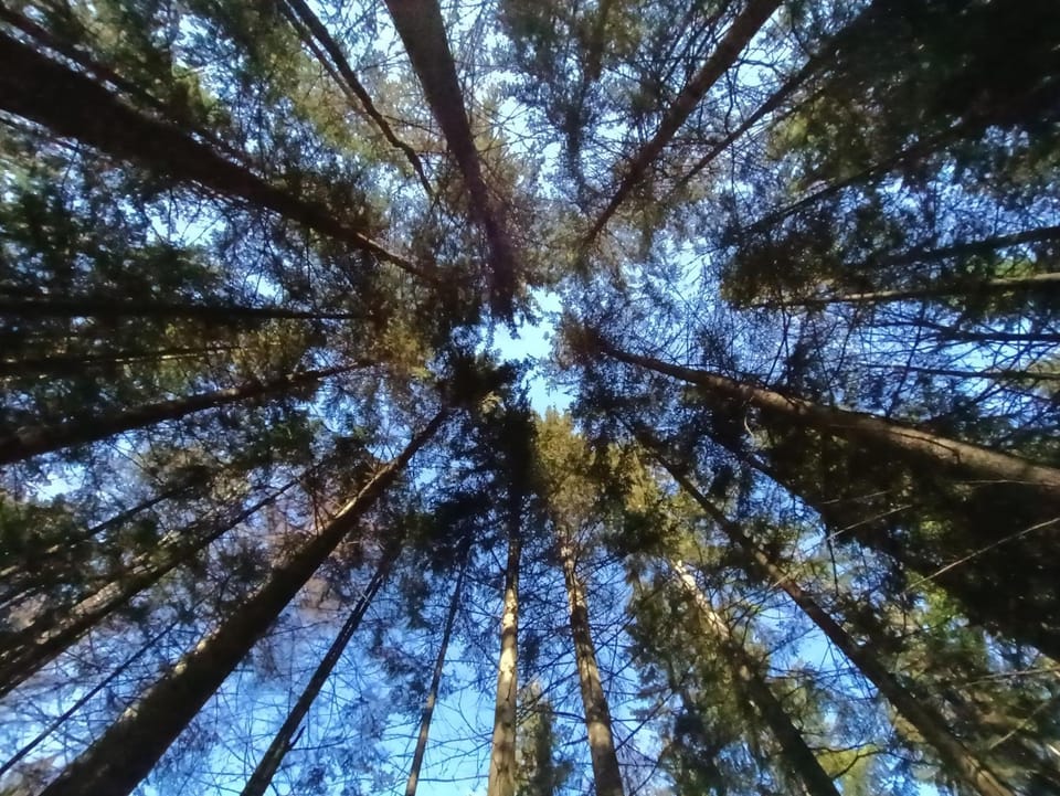 Natural landscape