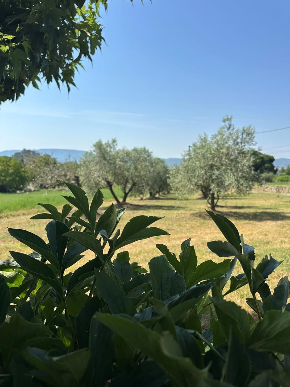 Garden, Garden view