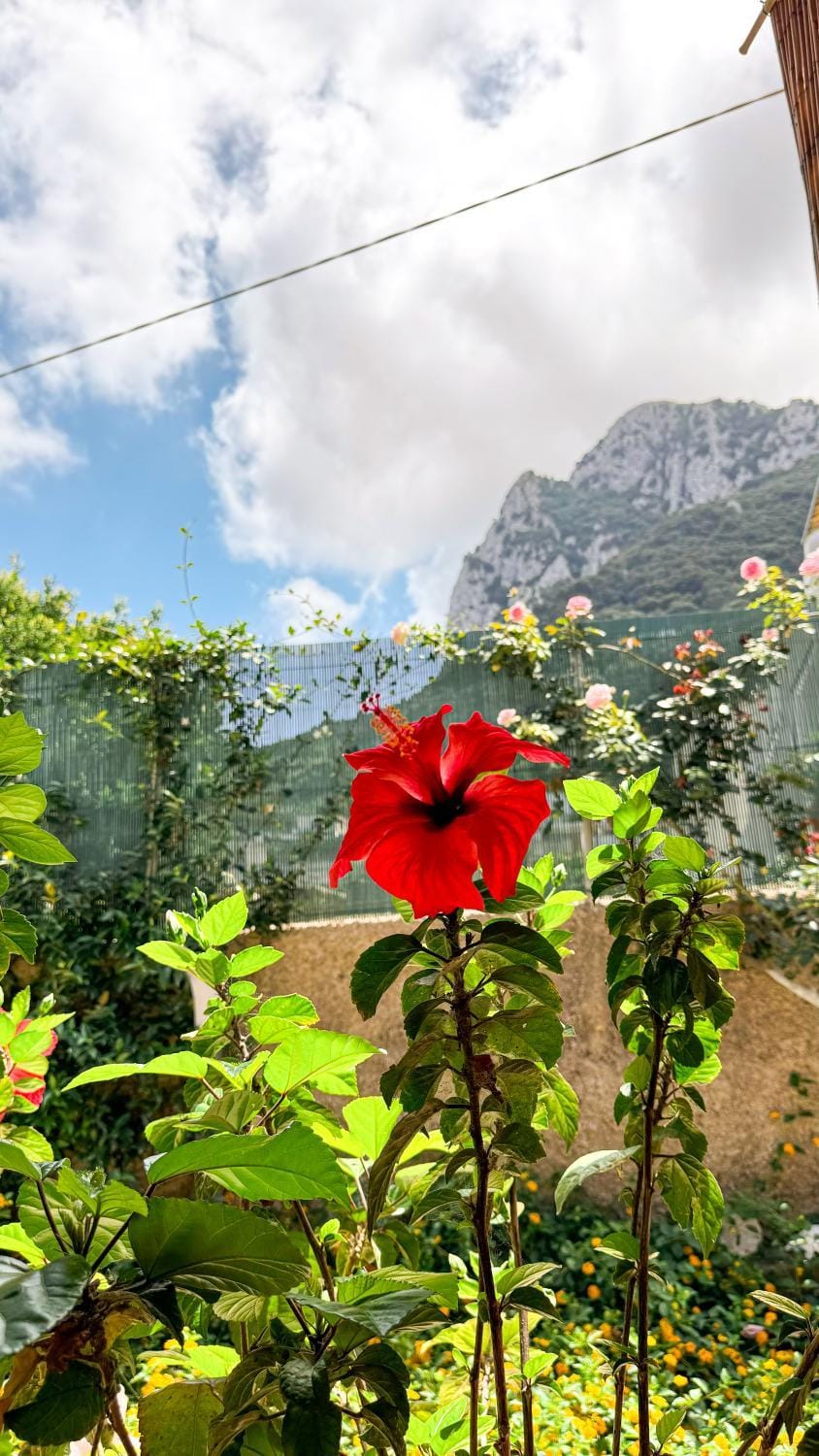 Spring, Day, Natural landscape, Garden, Garden view, Mountain view