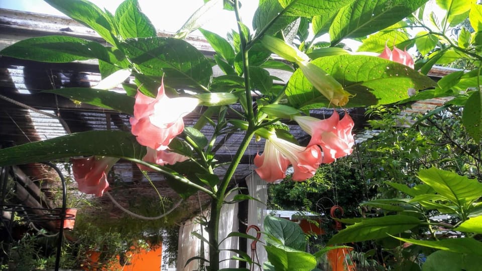 Garden, Garden view