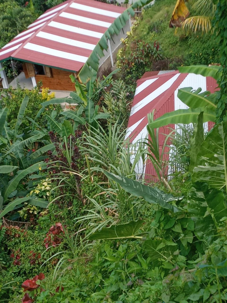 Berkey's Jungle Paradise Resort House in Dominica