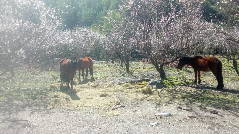 Spring, Natural landscape, Animals